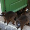 Des lemurs dans le PBZT d'Antananarivo