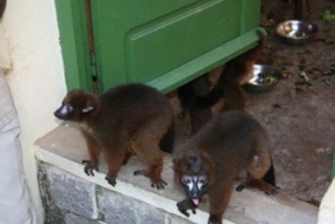 Des lemurs dans le PBZT d'Antananarivo