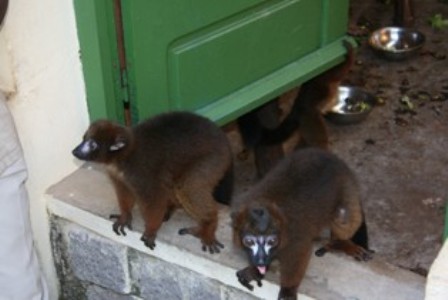 Des lemurs dans le PBZT d'Antananarivo