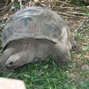 Aldabra tortue géante