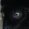Lemur