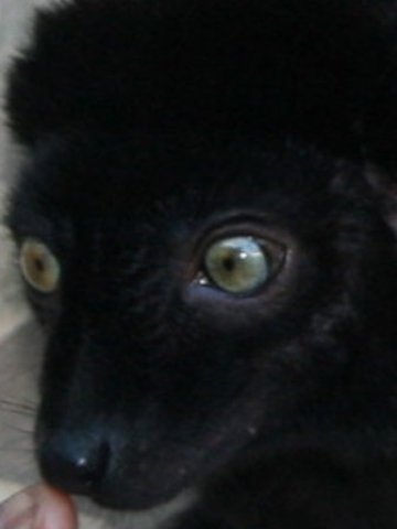 Lemur