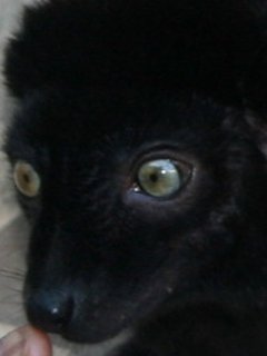 Lemur