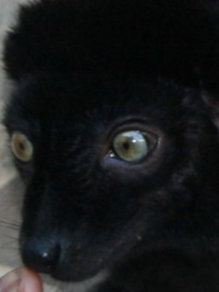 Lemur