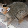 Eulemur coronatus