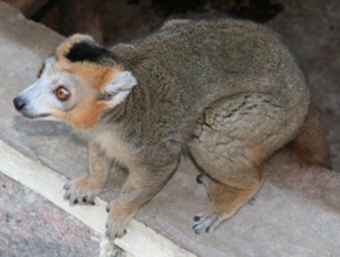 Eulemur coronatus