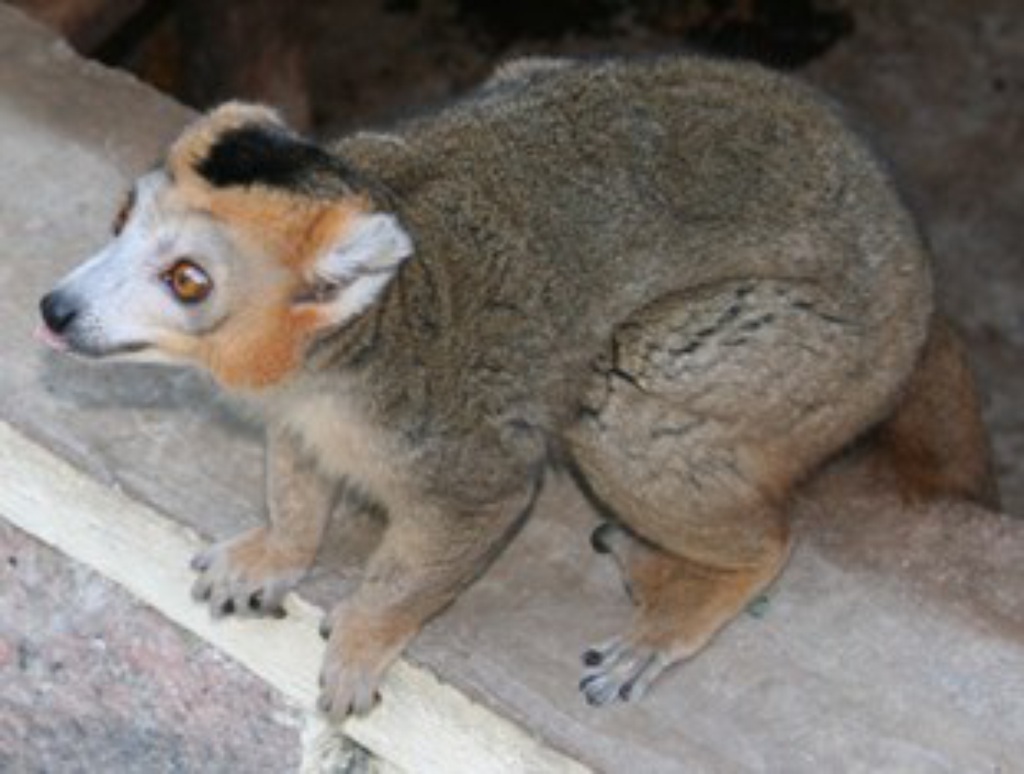 Eulemur coronatus