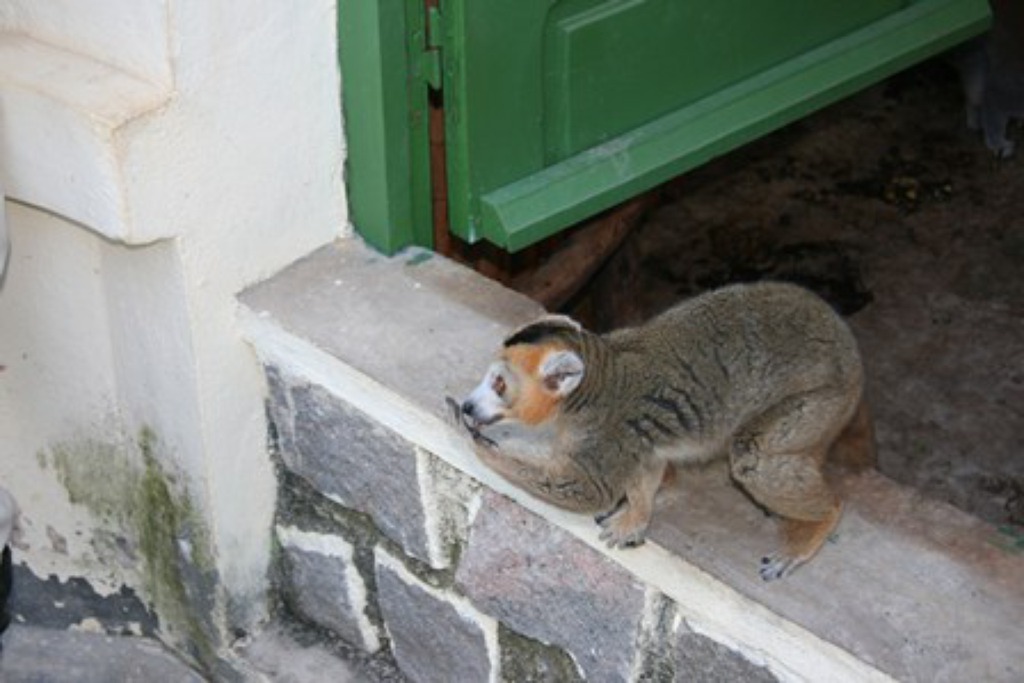 mon petit Koaukou
