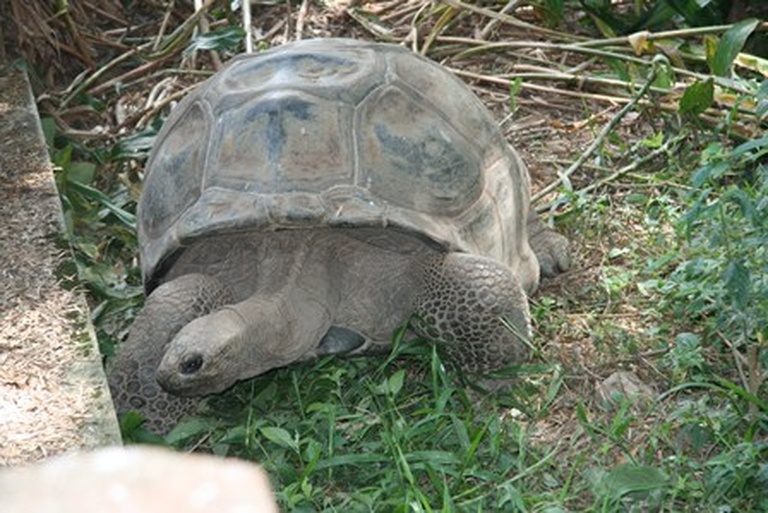 Tortuealdabra
