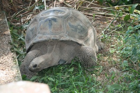 Tortuealdabra