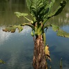 Typhonodorum lindleyanum