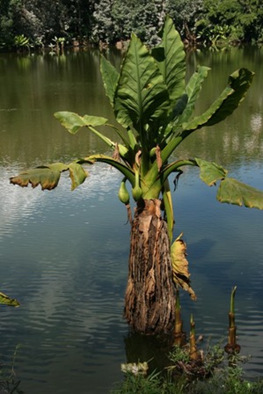 Typhonodorum lindleyanum