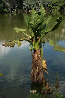 Typhonodorum lindleyanum