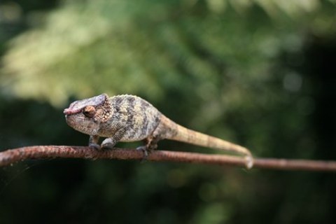 Caméléon