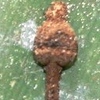 détail lezard petit