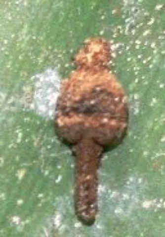 détail lezard petit