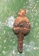 détail lezard petit