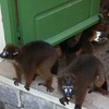 lemur_tsimbazaza