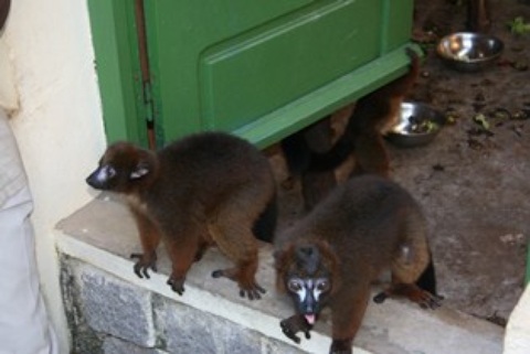 lemur_tsimbazaza