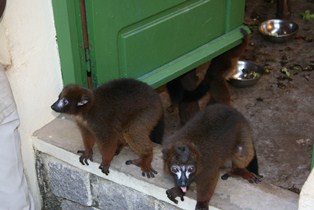 lemur_tsimbazaza