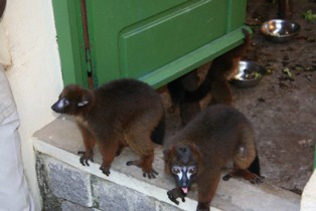 lemur_tsimbazaza