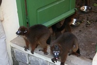 lemur_tsimbazaza