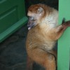 Lemure dans le Zoo de Tana
