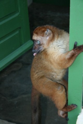 Lemure dans le Zoo de Tana