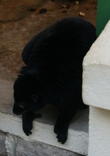 lemurien noire