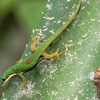 lezards