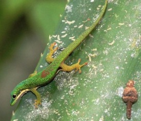 lezards