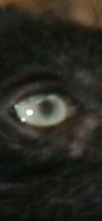L'oeil