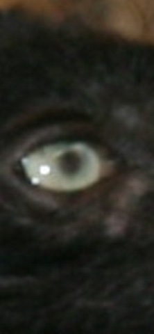 L'oeil