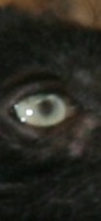 L'oeil