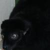 lemur