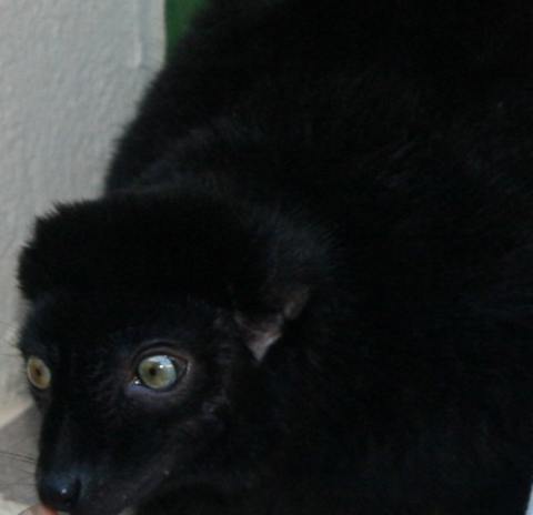 lemur
