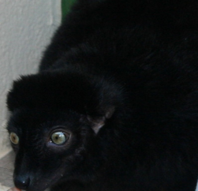 lemur