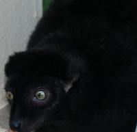 lemur