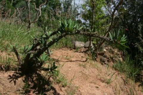 Plante