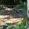 Tortue perdu dans la nature