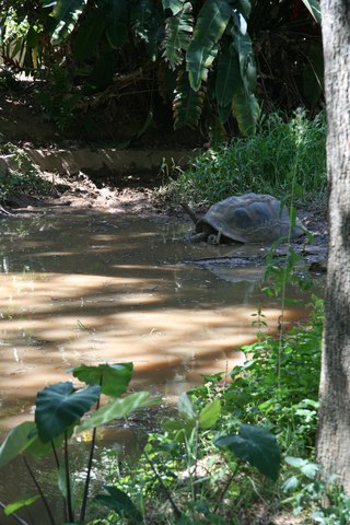 Tortue perdu dans la nature