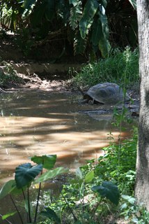Tortue perdu dans la nature