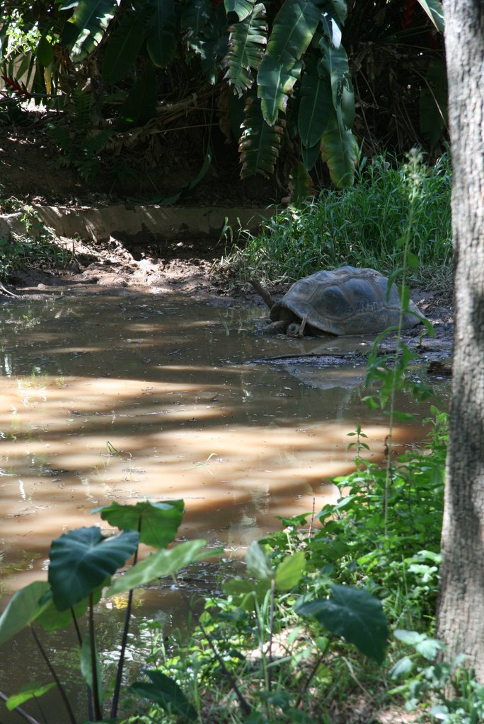 Tortue perdu dans la nature