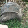 Tortue _ Mdagascar