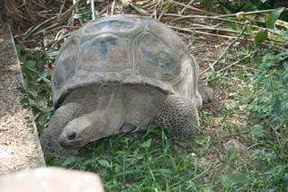 Tortue _ Mdagascar