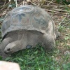 Tortue geant